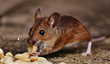 24 Hour & Emergency Exterminators in Waverly, VA